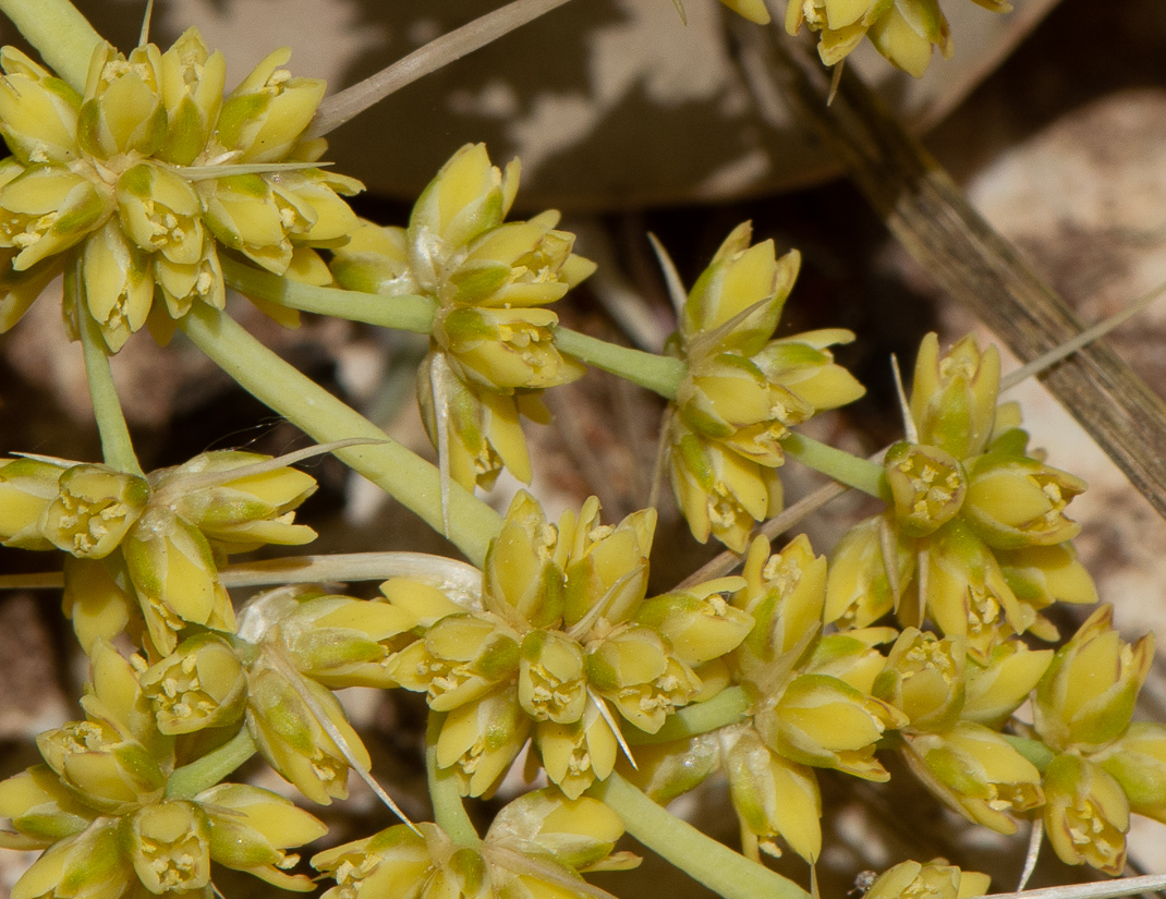 Image of Lomandra longifolia specimen.