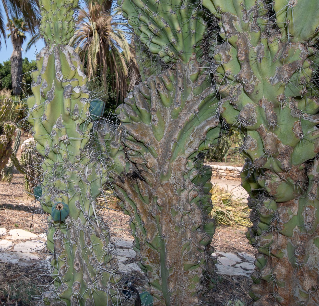 Image of Cereus peruvianus var. monstrosus specimen.