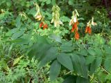 Lathyrus gmelinii