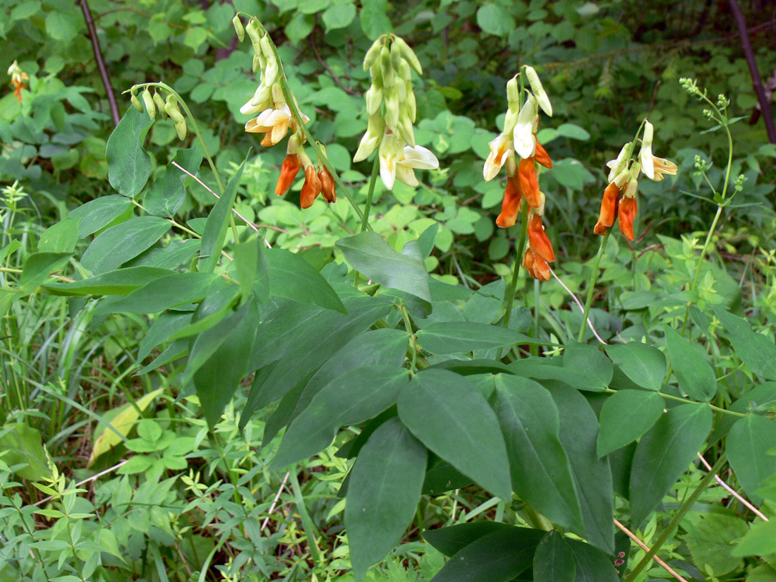 Изображение особи Lathyrus gmelinii.