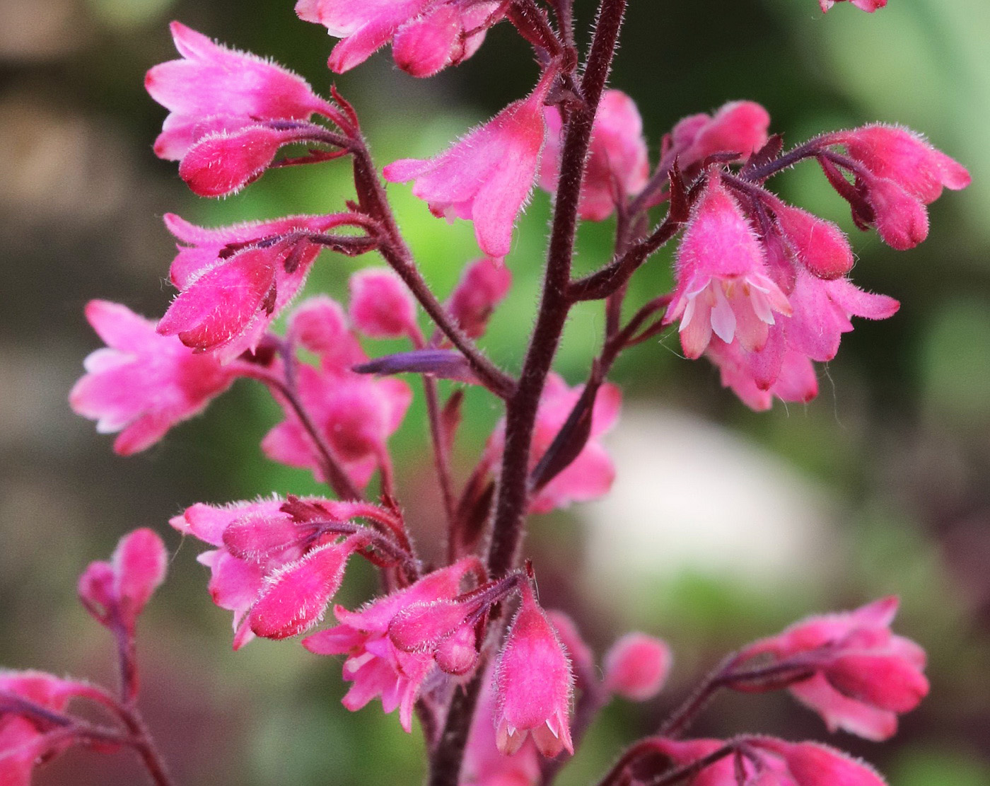 Изображение особи род Heuchera.