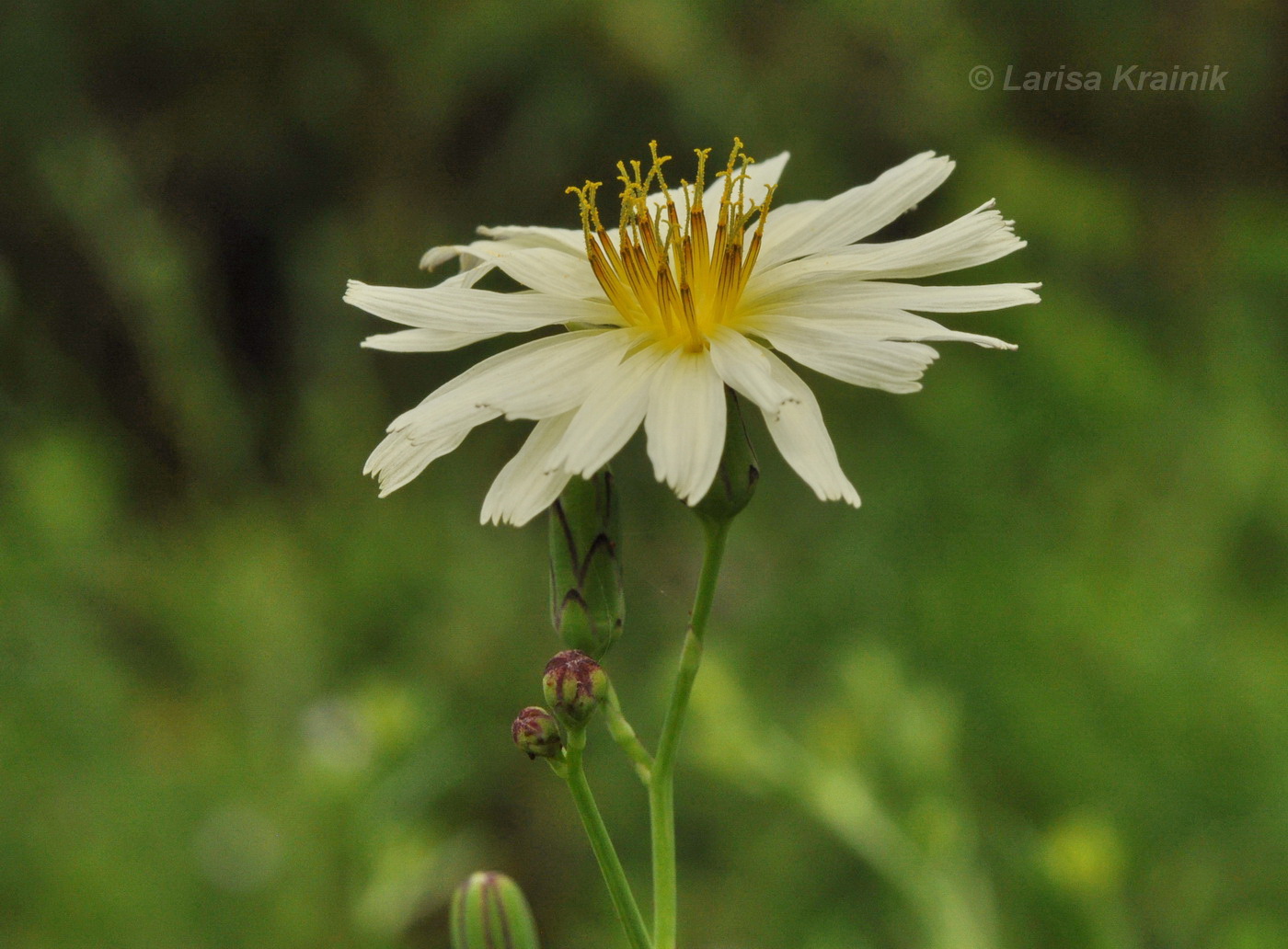 Изображение особи Lactuca indica.