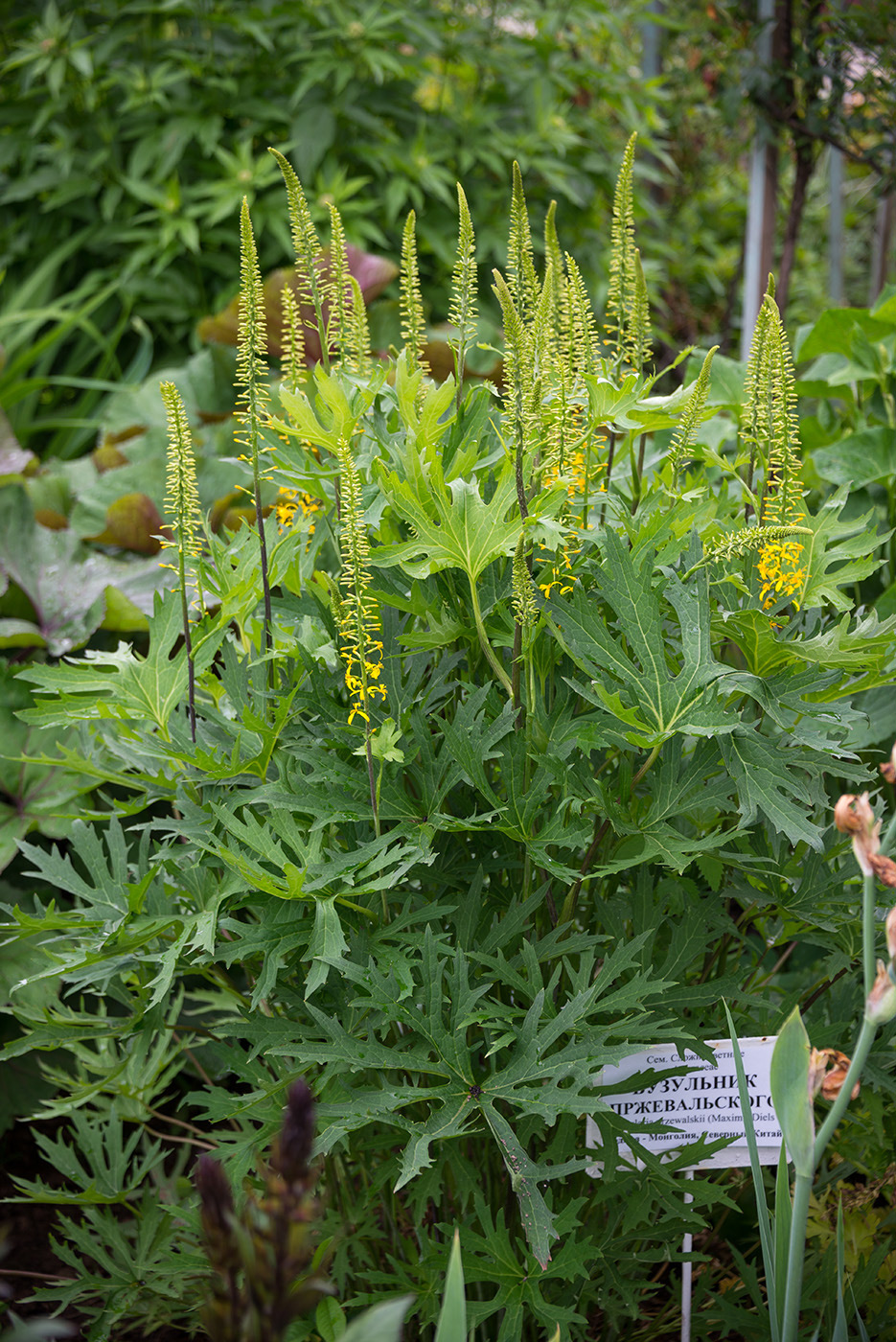 Image of Ligularia przewalskii specimen.