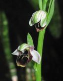 Ophrys oestrifera. Распускающиеся цветки. Краснодарский край, м/о город-курорт Сочи, окр. с. Хлебороб, лиственный лес. 12 июня 2017 г.