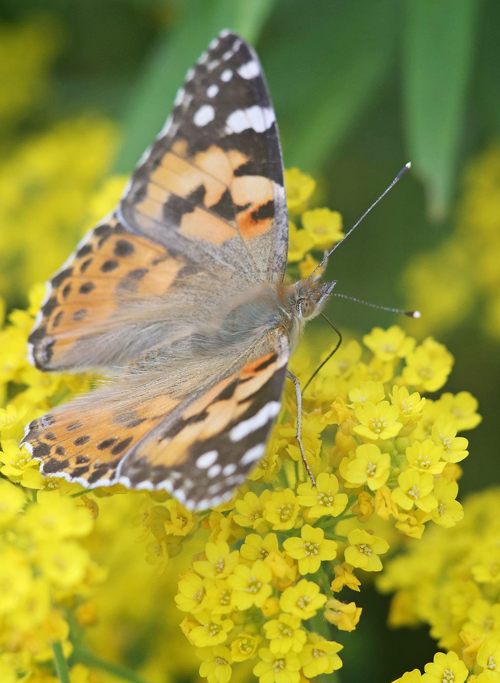 Изображение особи Aurinia saxatilis.