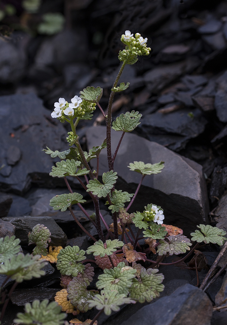 Image of Sobolewskia caucasica specimen.