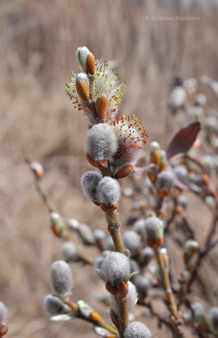 Image of Salix helvetica specimen.