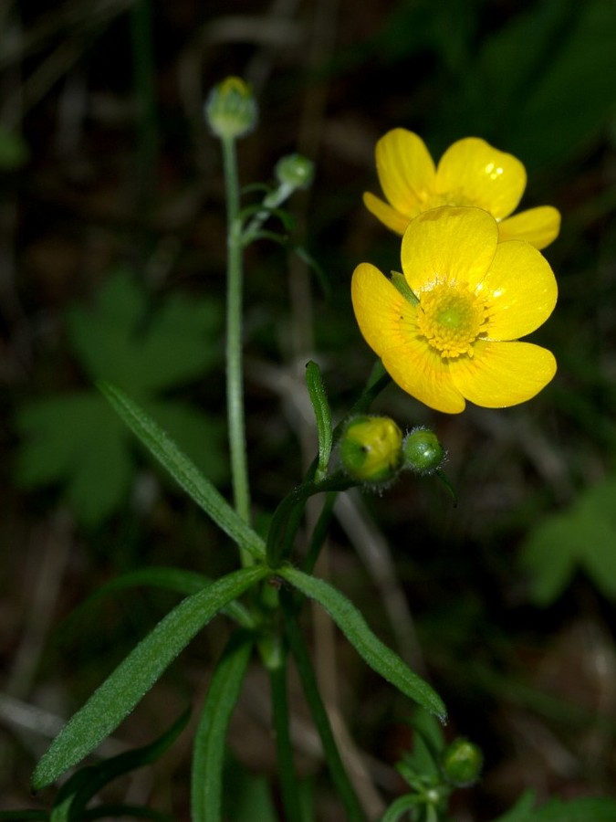 Изображение особи Ranunculus subborealis.