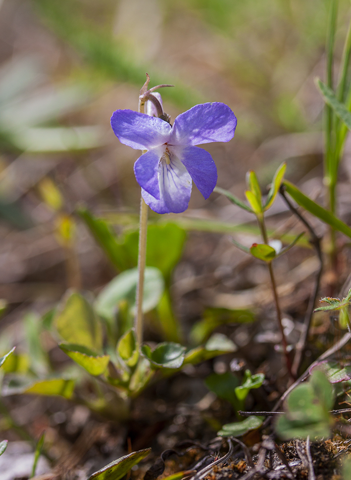 Изображение особи Viola rupestris.