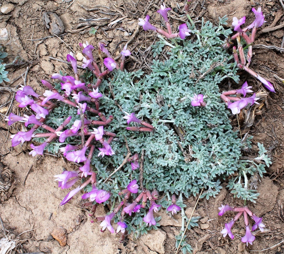 Image of Astragalus arcuatus specimen.
