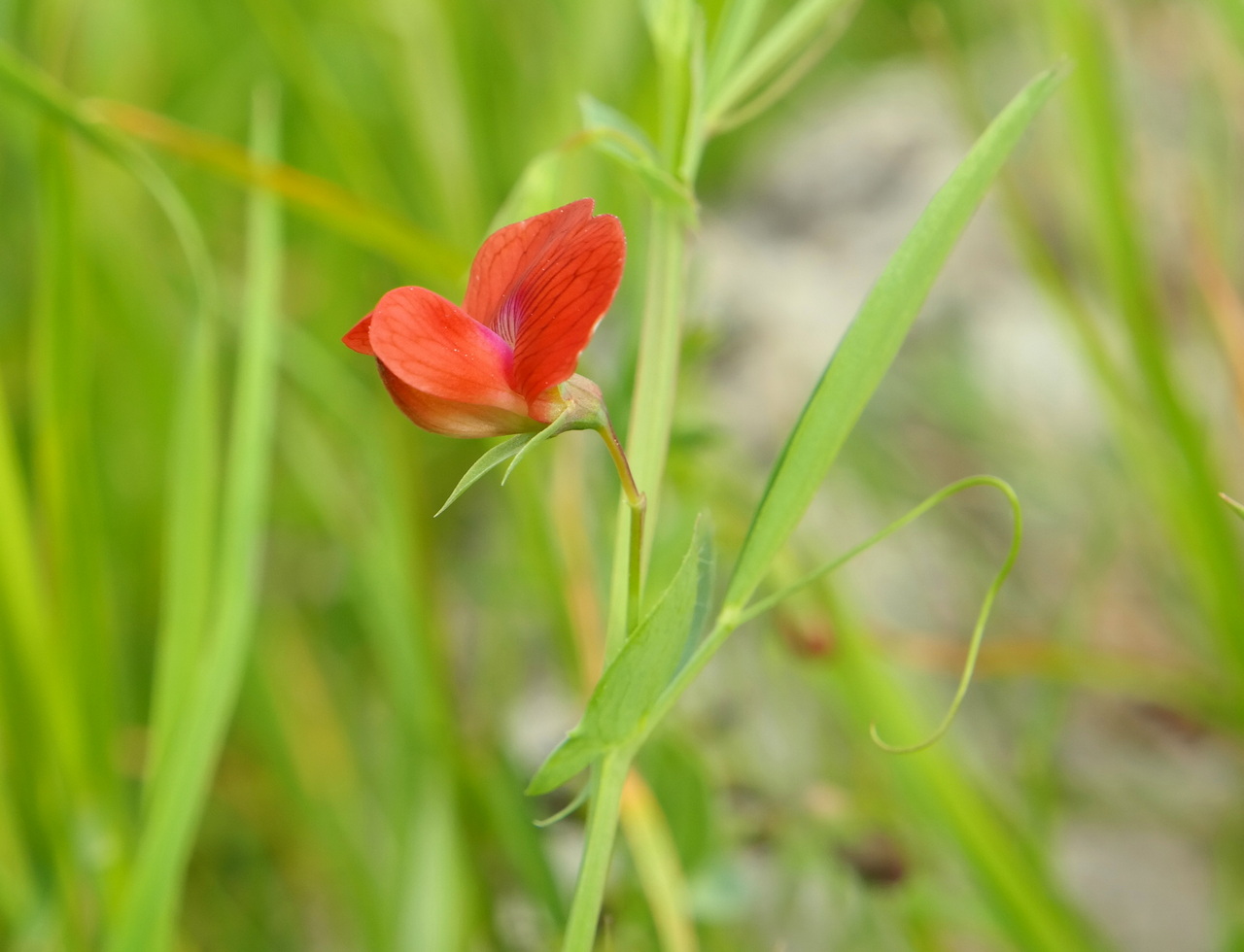 Изображение особи Lathyrus cicera.