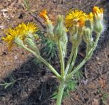 Pilosella echioides. Общее соцветие. Ульяновск, Заволжский р-н, парк им. 40-летия ВЛКСМ. 20.06.2019.