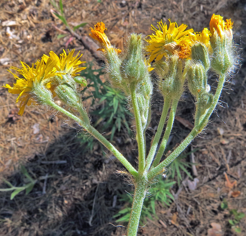 Изображение особи Pilosella echioides.