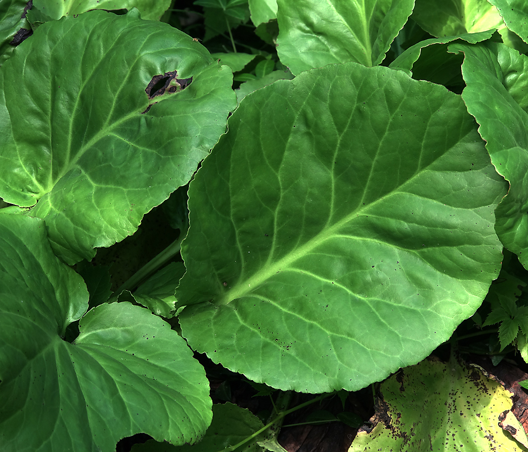 Image of Bergenia crassifolia specimen.