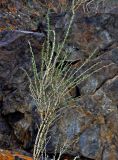 Caragana pygmaea
