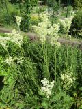 Filipendula vulgaris. Цветущее растение. Волгоград, Ботсад ВГСПУ, в культуре. 14.05.2019.