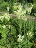 Filipendula vulgaris