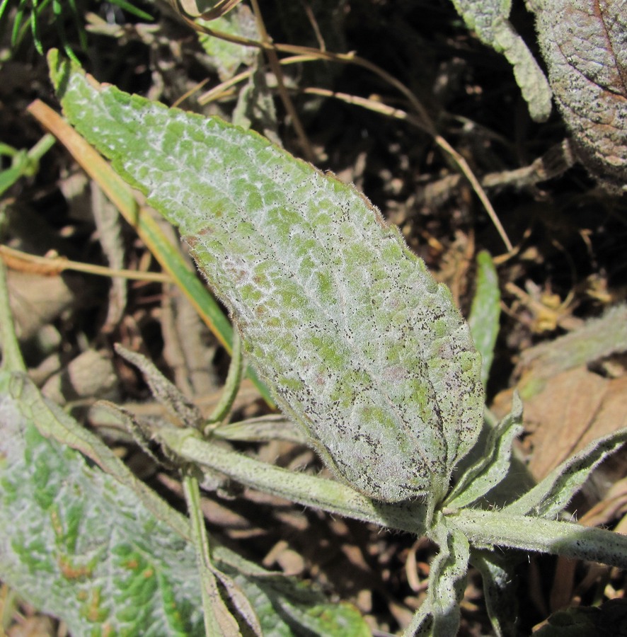 Image of Phlomis pungens specimen.