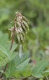 Astragalus frigidus. Соплодие и части листьев. Окр. Мурманска, возле болотца в кустарничково-лишайниковой тундре. 10.08.2019.