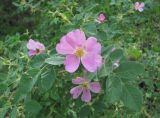 genus Rosa. Верхушка побега с цветком. Дагестан, Левашинский р-н, окр. с. Цудахар, ок. 1200 м н.у.м., редколесье на склоне. 11.06.2019.