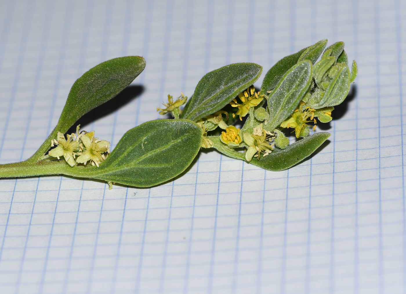 Изображение особи Tetragonia decumbens.