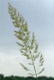 род Calamagrostis. Соплодие(?). Пермский край, Берёзовский р-н, долина р. Шаква ниже с. Рыжково, р-н Татарской горы, правый берег, склон, обращенный у реке. 27 августа 2019 г.