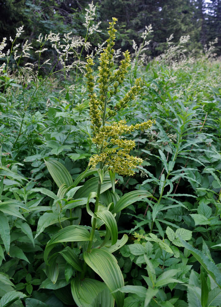 Изображение особи Veratrum lobelianum.