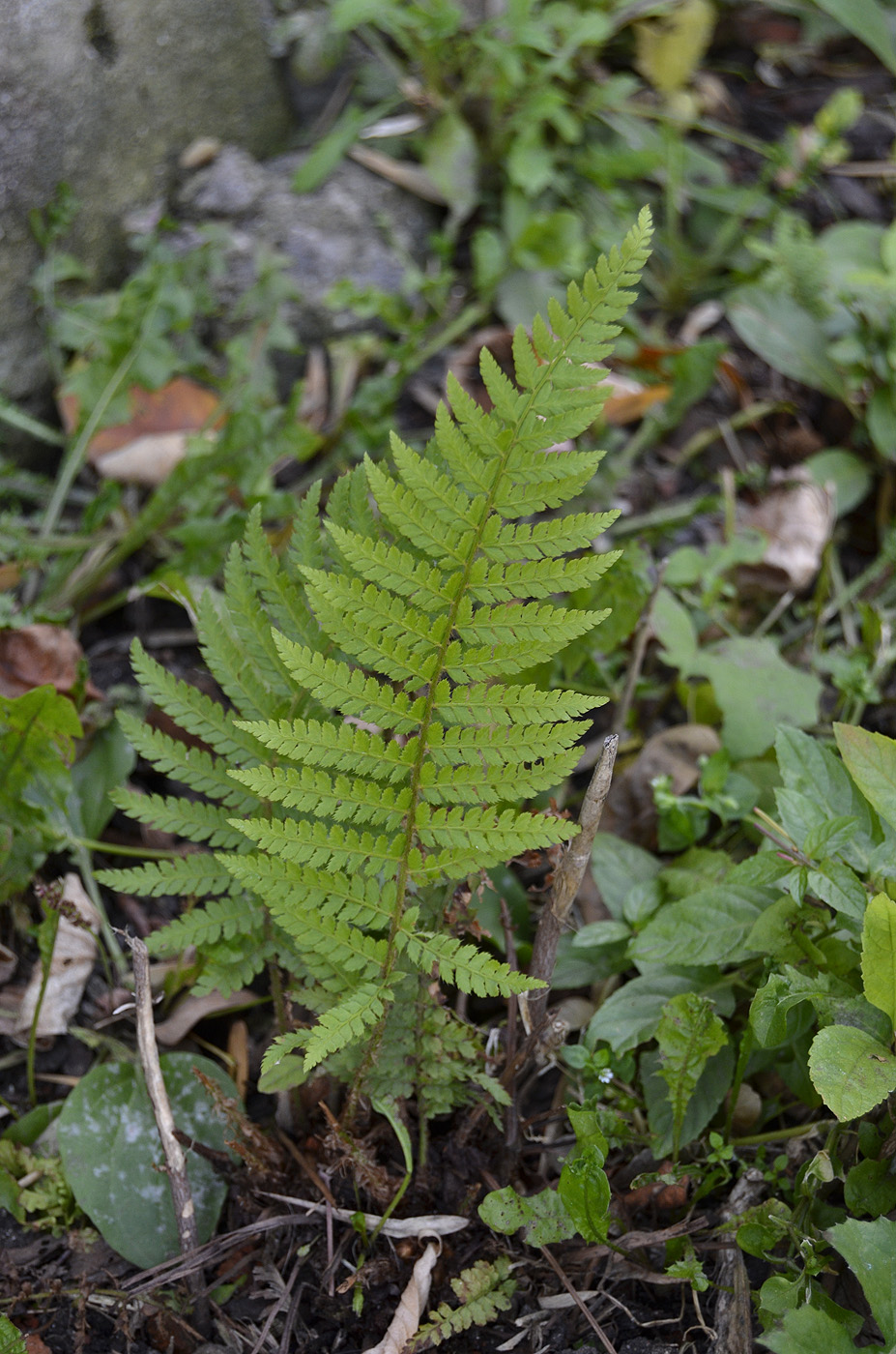 Image of Polystichum setiferum specimen.