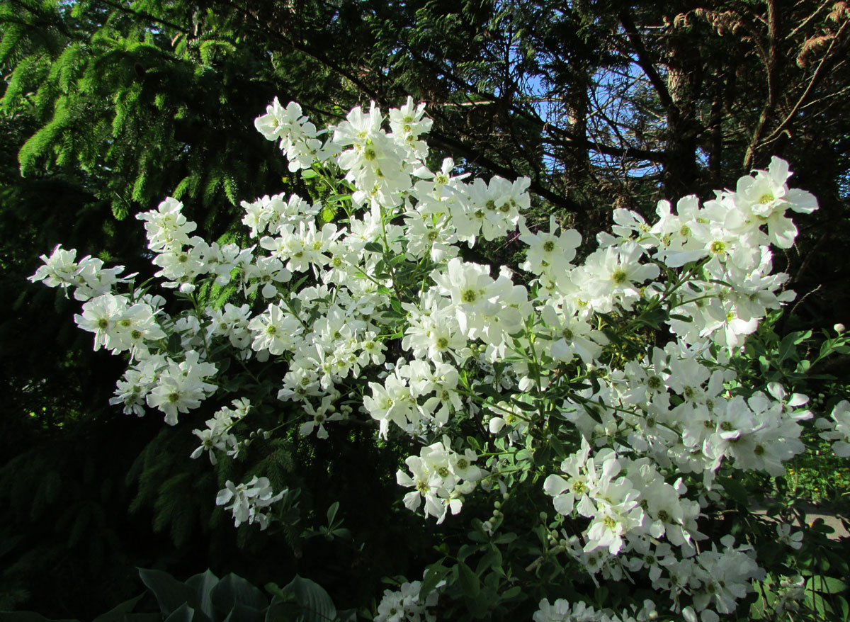 Изображение особи Exochorda &times; macrantha.