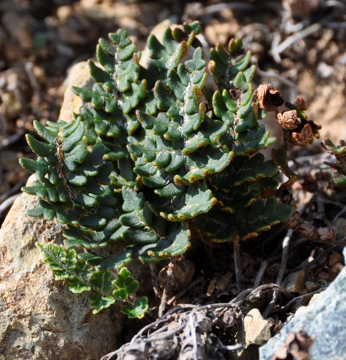 Image of Paragymnopteris marantae specimen.