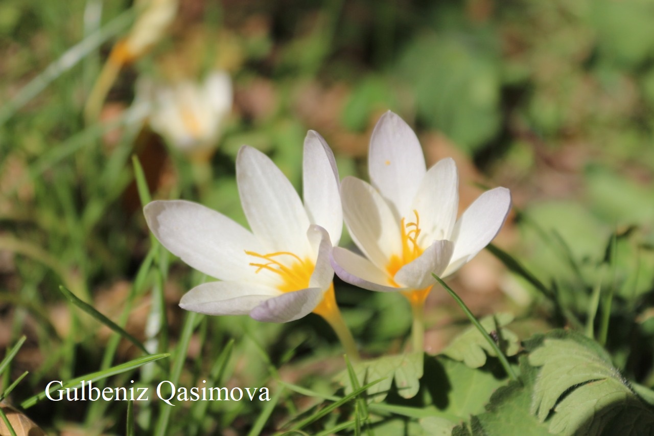 Изображение особи Crocus caspius.