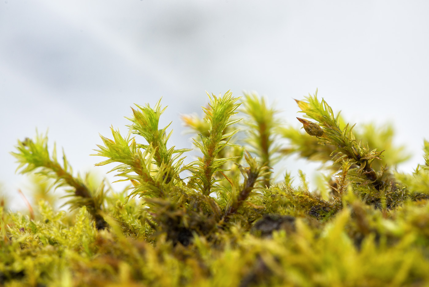 Image of Lewinskya speciosa specimen.