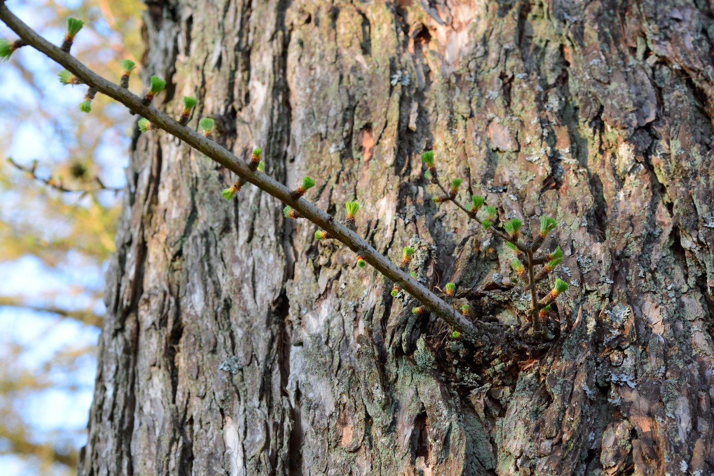 Image of Larix kaempferi specimen.