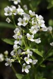 Cardamine amara. Цветки. Карельский перешеек, окр. Сертолово, СНТ \"Поляна\", ирригационная канава. 25.05.2019.