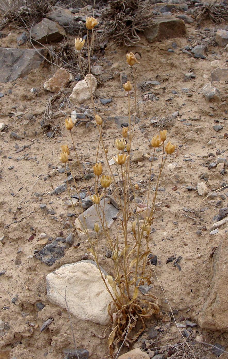 Image of Amberboa sosnovskyi specimen.