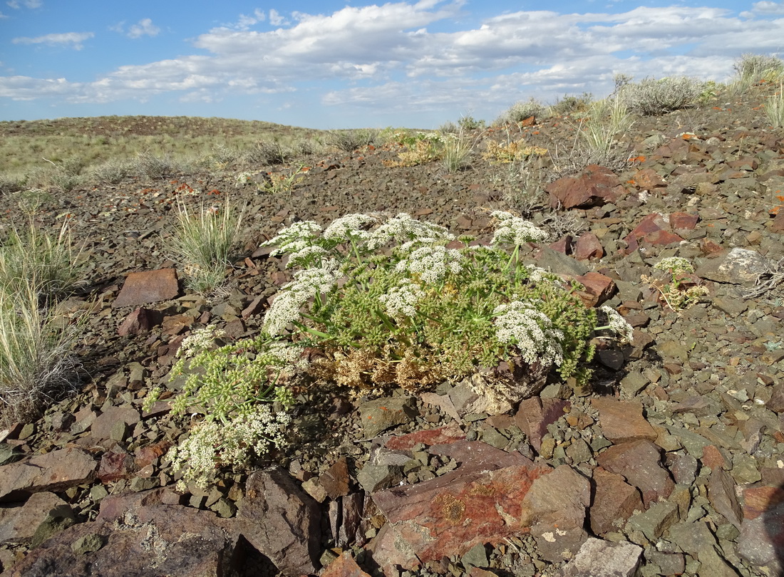 Image of Schrenkia involucrata specimen.