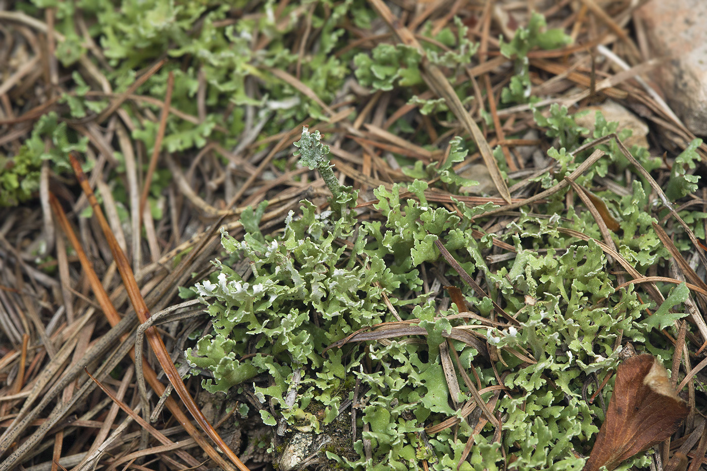 Image of Cladonia foliacea specimen.