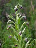 Cynoglossum officinale. Верхушка цветущего растения. Алтай, Онгудайский р-н, низовья р. Урсул, ≈ 600 м н.у.м., степной склон. 10.06.2019.