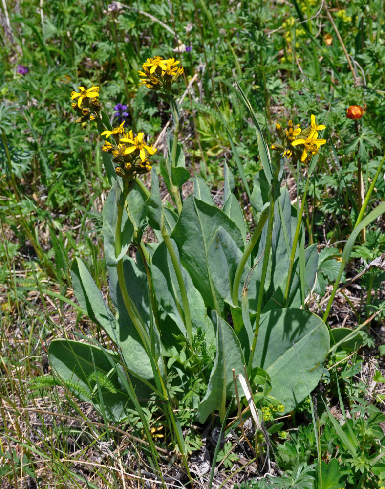 Image of Ligularia altaica specimen.