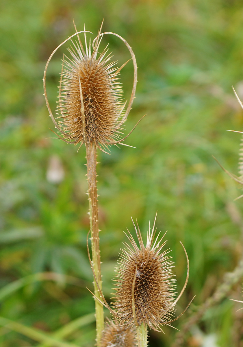 Изображение особи Dipsacus fullonum.