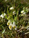 Melampyrum pratense. Верхушка цветущего растения. Свердловская обл., окр. г. Североуральск, склон Сосьвинского хребта. 29.06.2010.