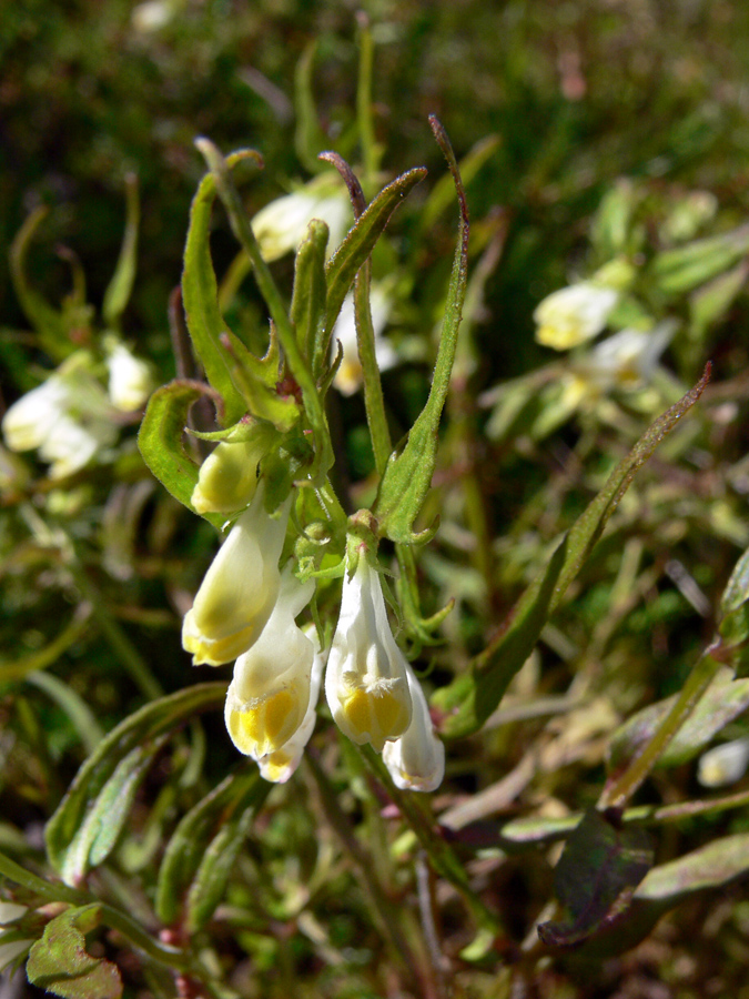 Изображение особи Melampyrum pratense.