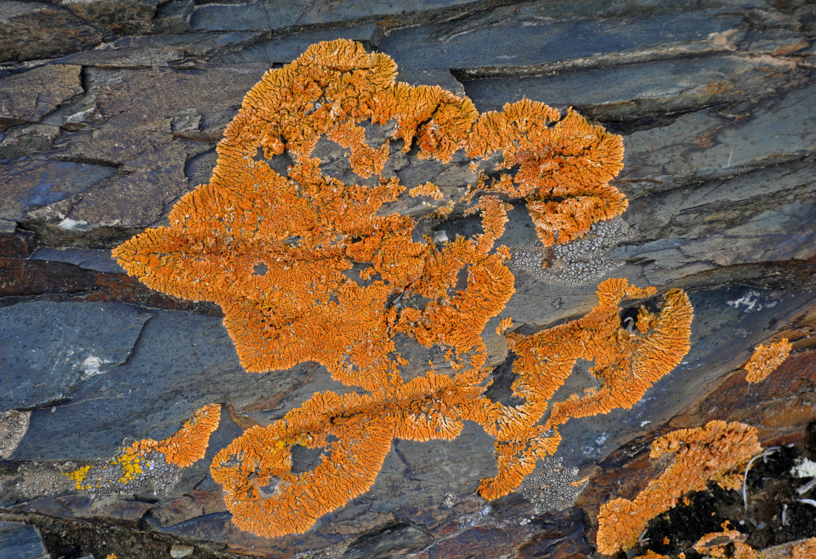 Image of Caloplaca trachyphylla specimen.