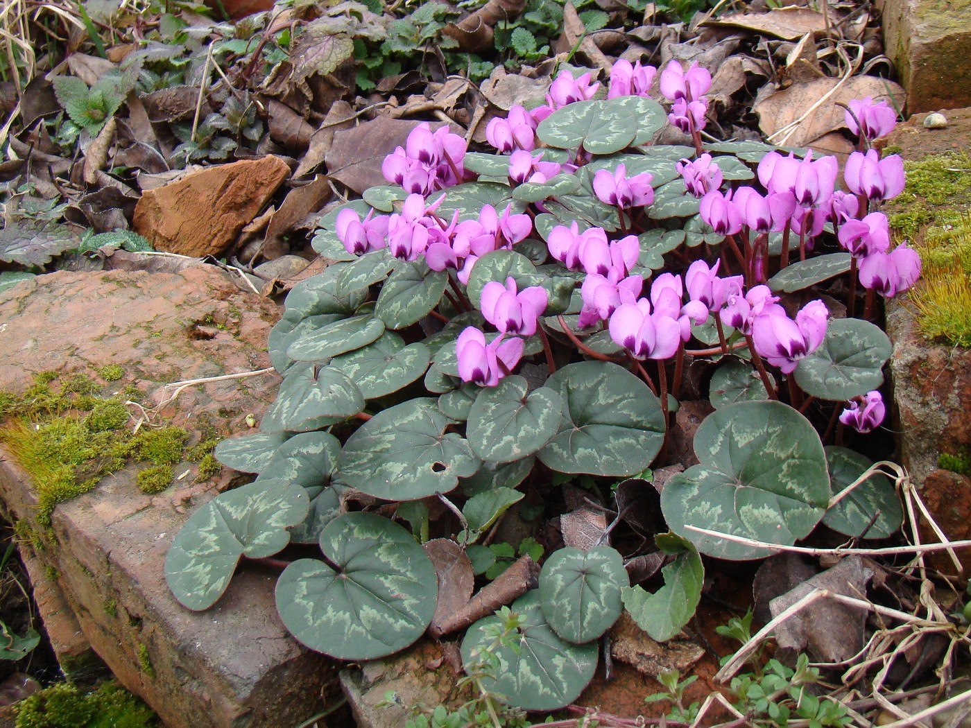 Image of Cyclamen coum specimen.