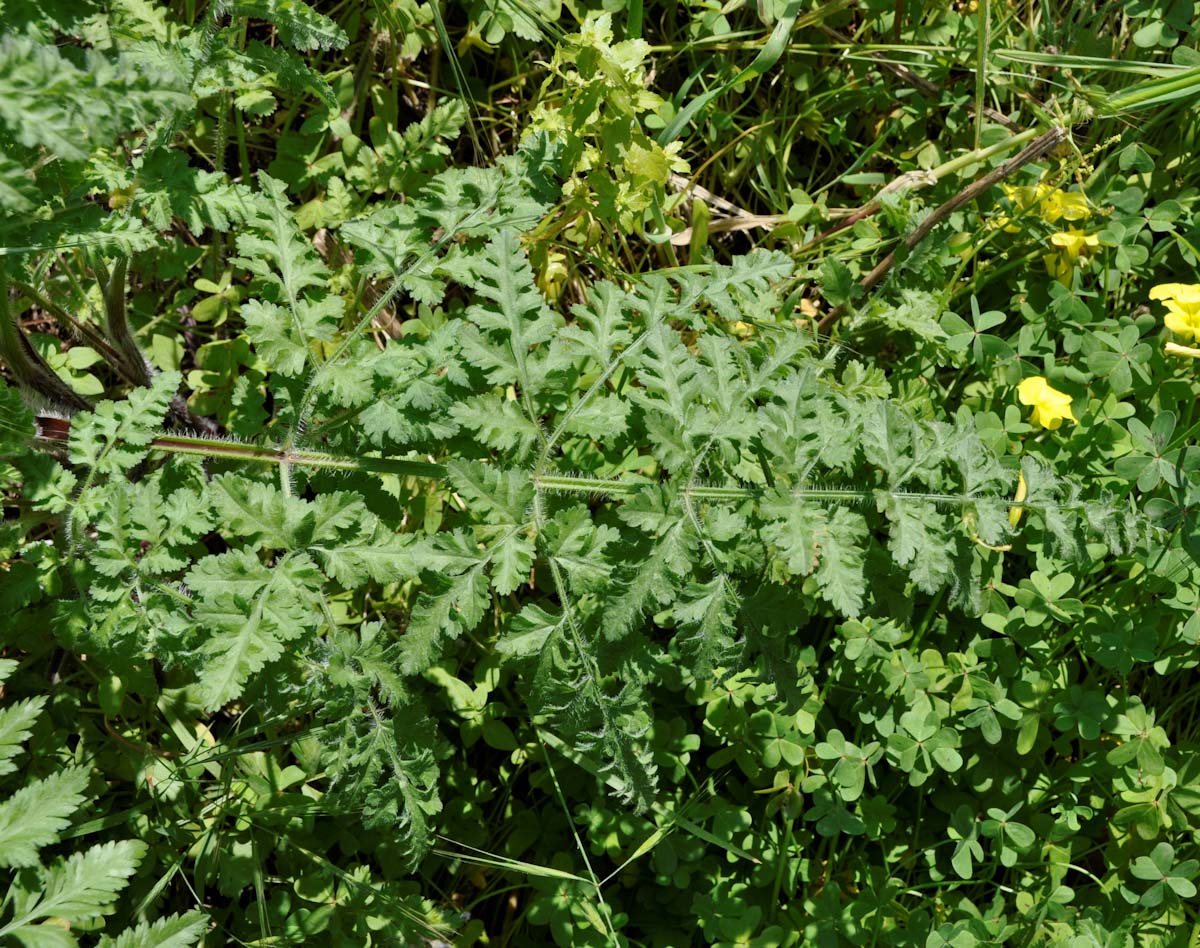 Изображение особи род Daucus.