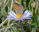 Erigeron heterochaeta