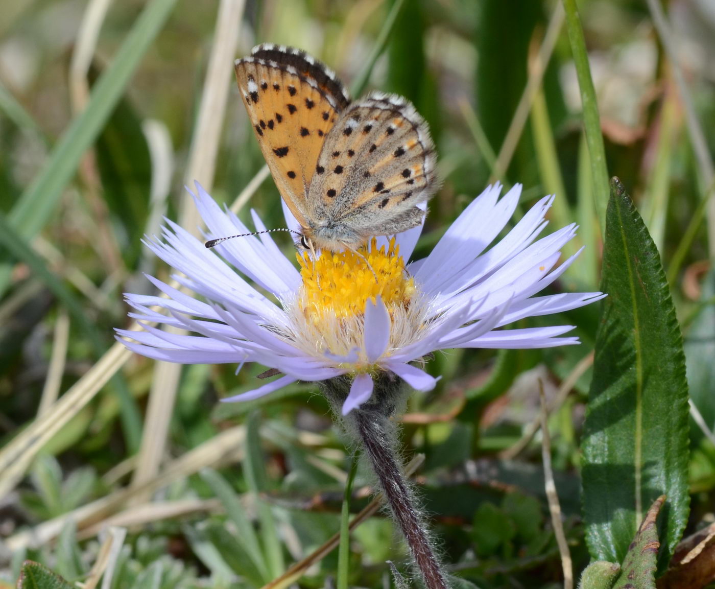 Изображение особи Erigeron heterochaeta.