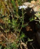 Tripleurospermum inodorum