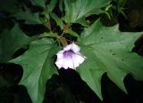 Datura variety tatula