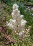 Sorbaria sorbifolia